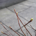 Muchovník (Amelanchier) ´PRINCESS DIANA´-výška 30-40 cm, kont P13 